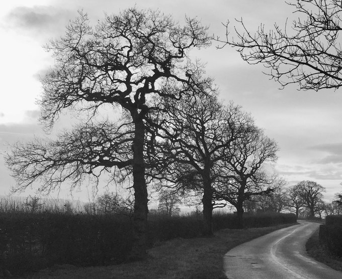 Three oaks with winter sun 